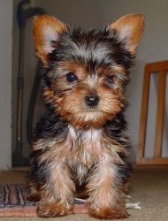 Adorable Yorkshire terrier Now