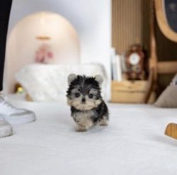 Affordable Teacup Yorkie puppies
