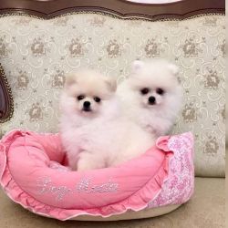 Adorable male and females tea cup Maltese puppies for sale