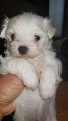 Ready to rehome newly born maltese male puppies