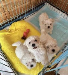 Playful and Loving Maltese Puppies