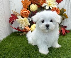 TINY MALTESE PUPPIES AVAILABLE