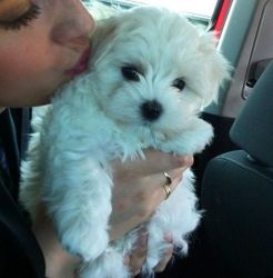 Maltese puppies rehoming