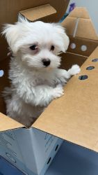 2 months old male Maltese