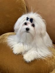 Malteses Puppy for sale-Female-full AKC
