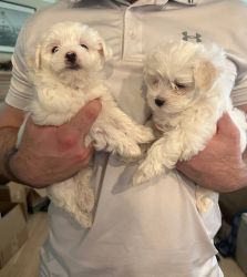 Available Maltese puppies for sale