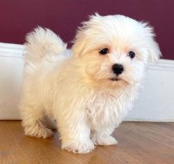 Quality Maltese puppies ready