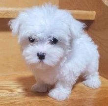 Cute Maltese Pups