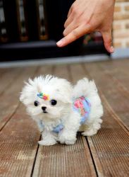 Elegant Maltese Puppies For Adoption