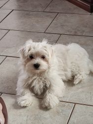 Male Maltese puppy