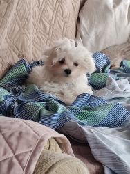 Maltese male puppy 12 weeks old