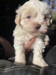 Maltipoo puppies for sale eight weeks old have all their shots