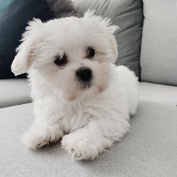 Amazing Maltese Puppies available