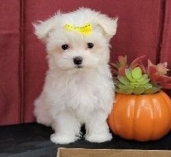 Lovely Maltese Puppy