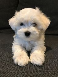 MAKE ME YOUR BEST FRIEND FOR LIFE MALTESE PUPPIES