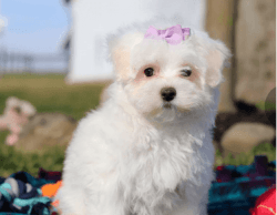 Maltese puppy for adoption