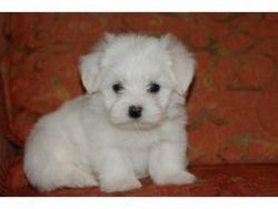 Adorable Tiny Maltese Puppies for sale