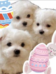 Maltese Puppies Adoption/Rehoming