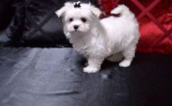 Maltese puppies Current vaccinations for sale,