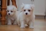 Toy-sized Maltese Puppies