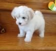gorgeous pure white puppies for adoption