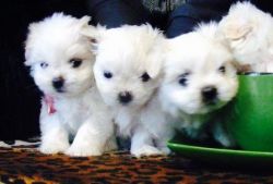 Maltese Minimaltese puppies