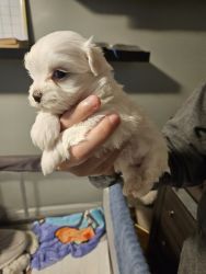 Maltese puppies pure breed