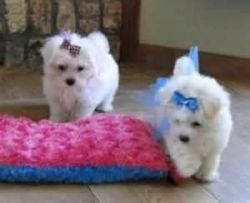 Good looking maltese puppies for adoption