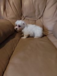 Maltese available puppies