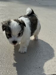 Adorable Male Maltese Puppy.