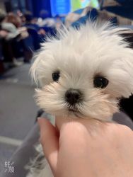 Teacup size pure baby face female Maltese