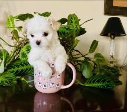 Teacup Maltese Female Puppy