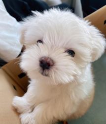 Lovely Teacup Maltese Puppies for sale.