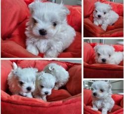 Maltese puppy female for sale