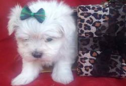 Tea Cup Maltese Puppies For Sale