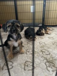 Rehoming five puppies