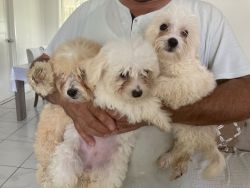 3 Beautiful Maltese shih tzu puppies