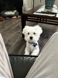 Sell our 5 months old Maltese