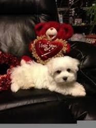 two maltese for re homing