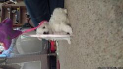 Giving Out my Full blood maltese puppy A.S.A.P !!!