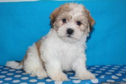 beautiful Maltese pup available