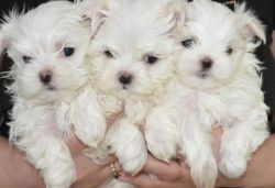 M/F Pure Tiny Tea Cup Maltese Pupps