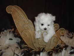 Available Male and Female Maltese Puppies