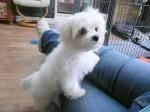 Cute maltese puppy for sale