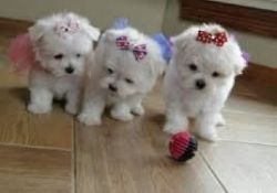 Lovely Babies Teacup maltese puppies