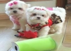 Magnificent Maltese Puppies Available!!