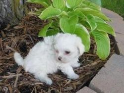 Huygfd Blue Maltese Puppies For Sale Ready