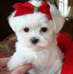 Male and female maltese puppies,
