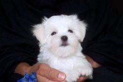 Priceless Maltese Puppy