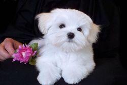 Intelligent Maltese Pups **free** Adoption